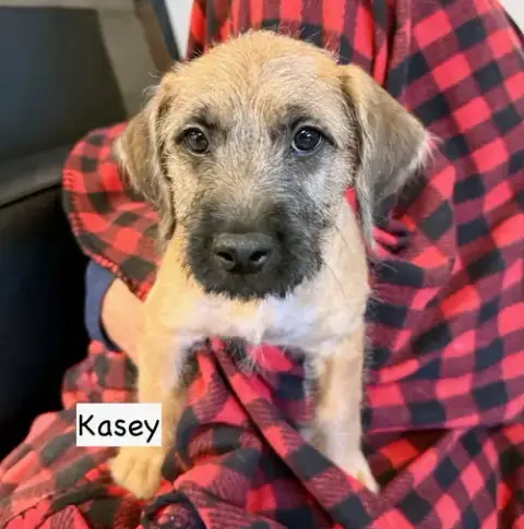 Kasey