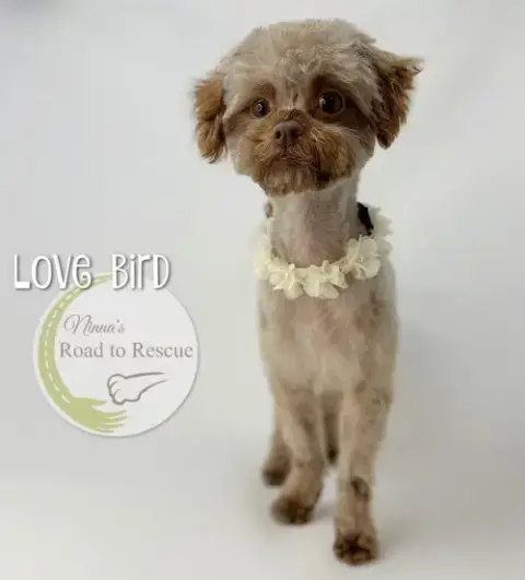 Love Bird photo 3