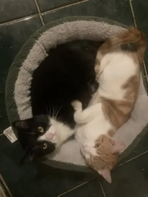 Peanut And Socks photo 2