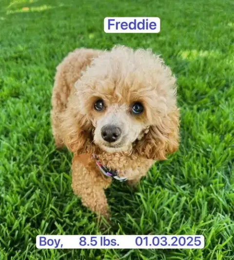 Freddie photo 2
