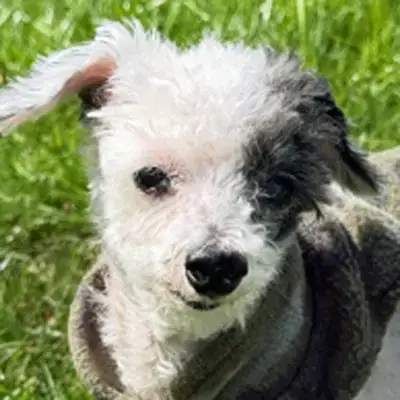 Teddy