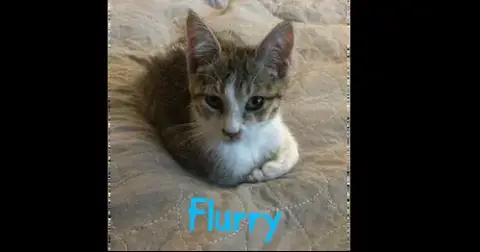 Flurry