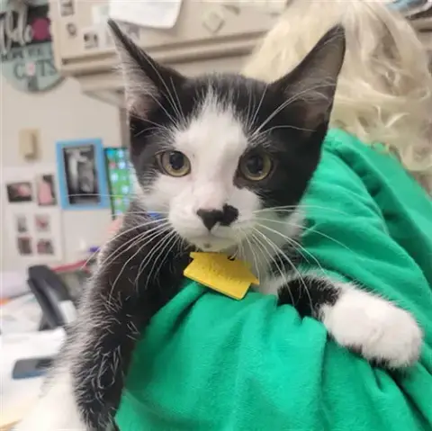 Archie