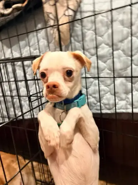 Enzo