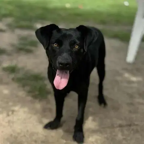 Lila
