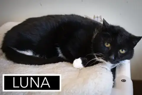 Luna photo 4