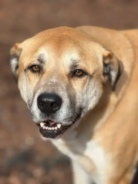 Gracie