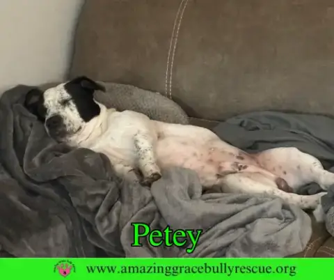 Petey photo 4