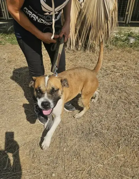 Sadie photo 2