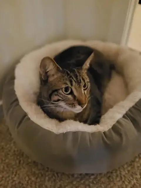 Cocoa**Courtesy Post