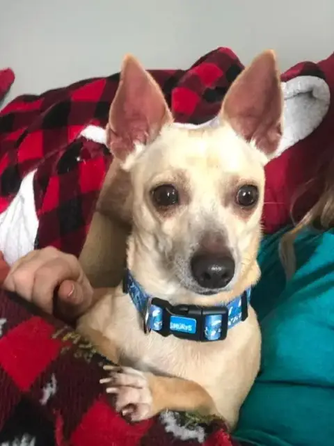Chico photo 2