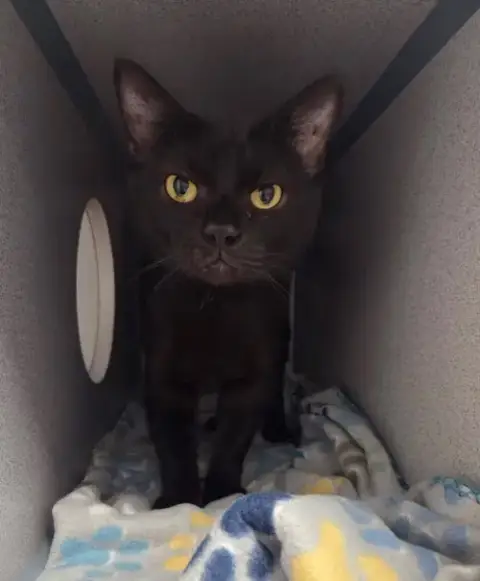 Neo