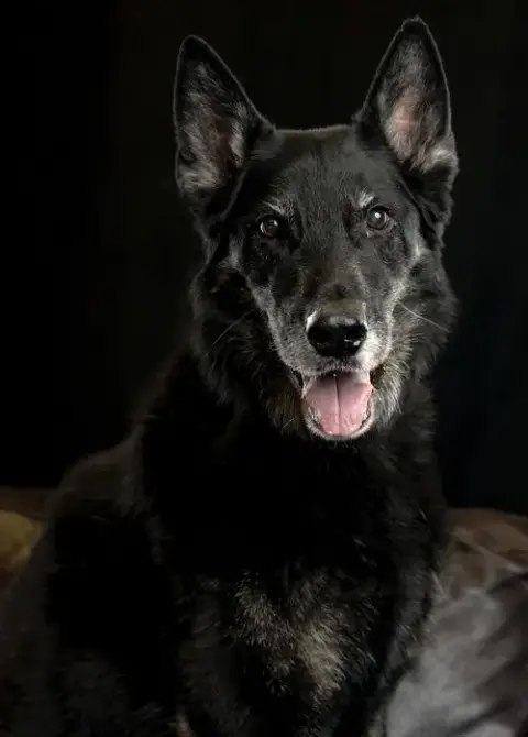 Rocco photo 4
