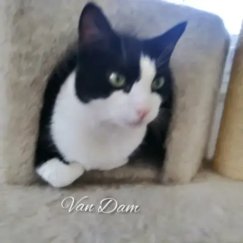 Van Dam photo 3