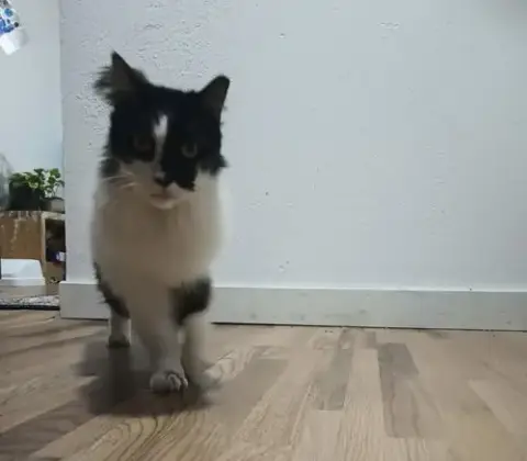 Arwen Longtail photo 4