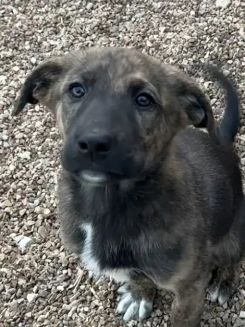Nala photo 2