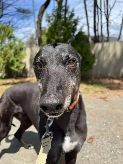 Rolo photo 3