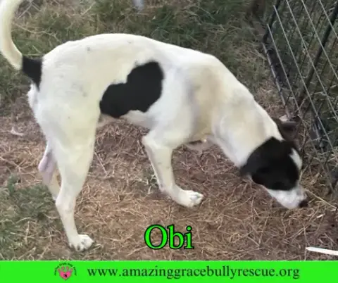 Obi photo 4