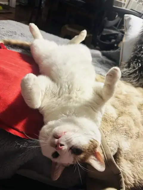Timmy