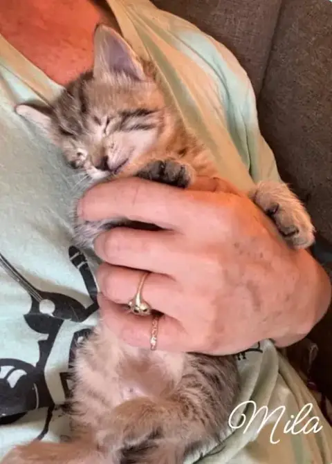 Milo *Kitten* photo 2