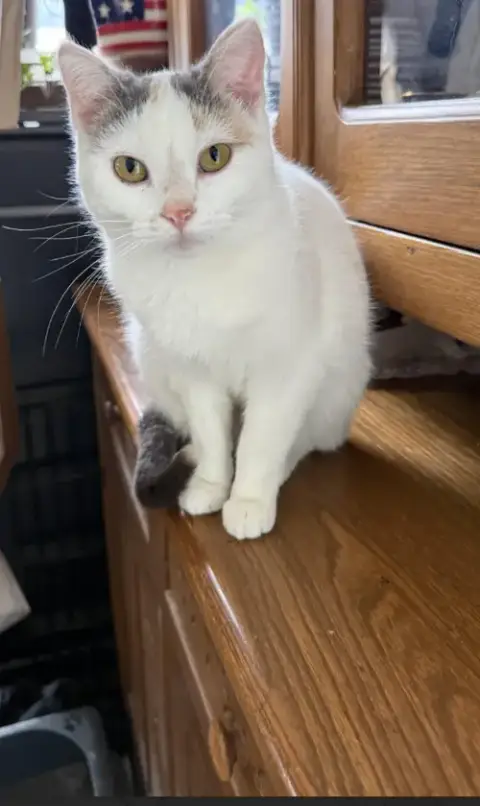 Gracie