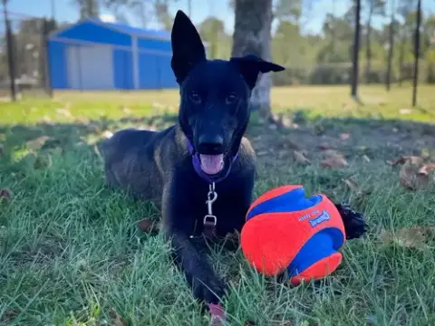 Scout