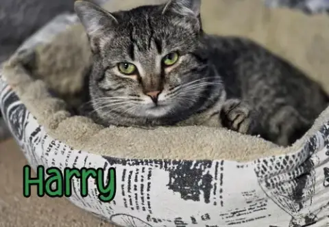 Harry photo 4