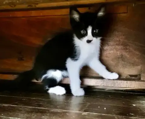 Cookie Jar Kittens! photo 4