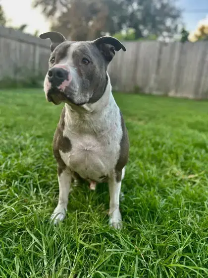 Hank photo 5