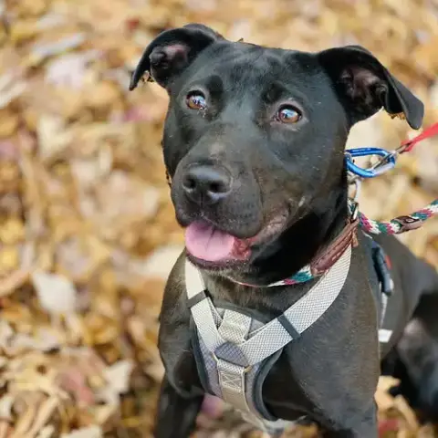 Sooney *Adopt Or Foster* photo 4