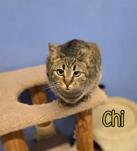 Chi photo 3