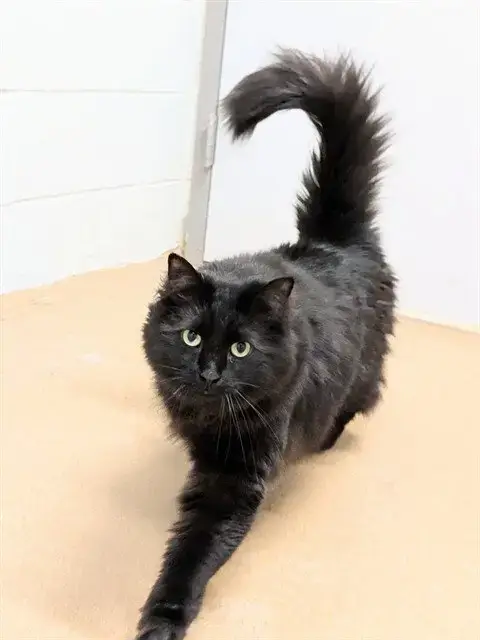 Zorro