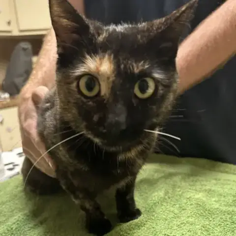 Lucille