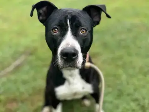 Kiko