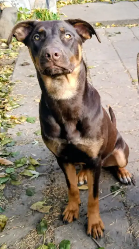 Dobie photo 4