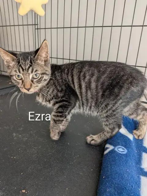 Ezra