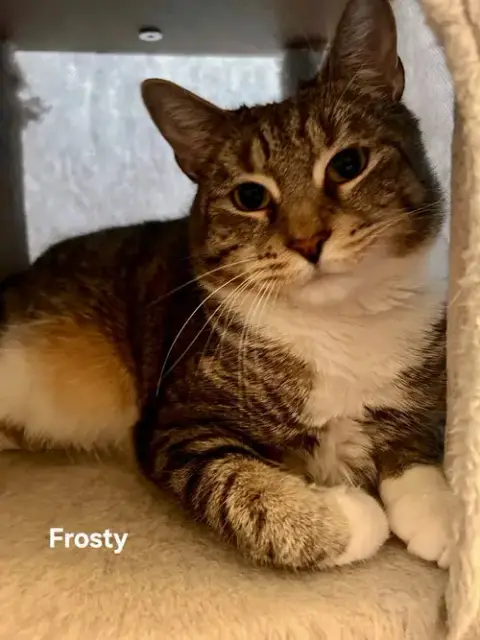 Frosty