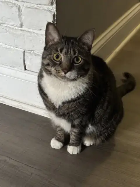 Matsi