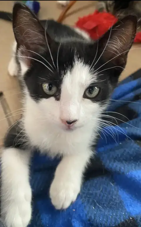Oreo photo 5