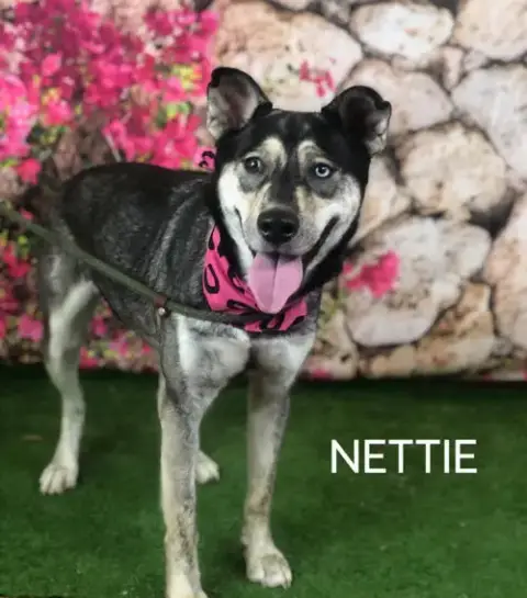 Nettie photo 2