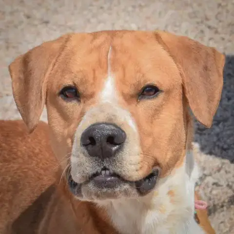 Oscar
