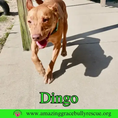 Dingo photo 5