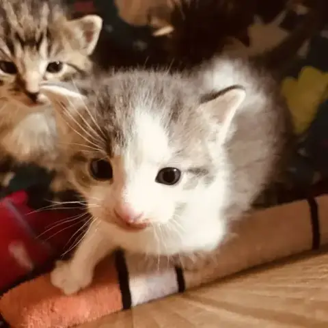C103 Litter Junior photo 5