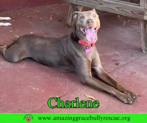 Charlene photo 2