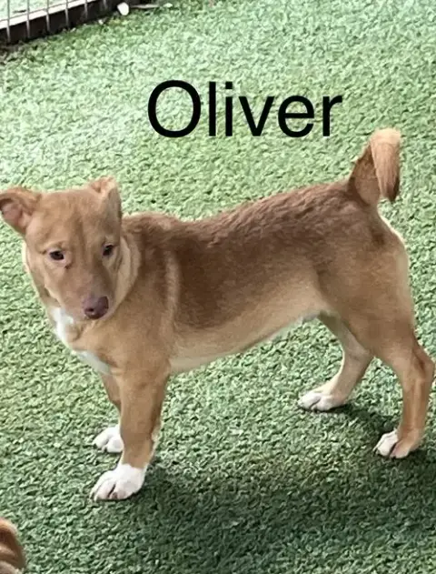 Oliver