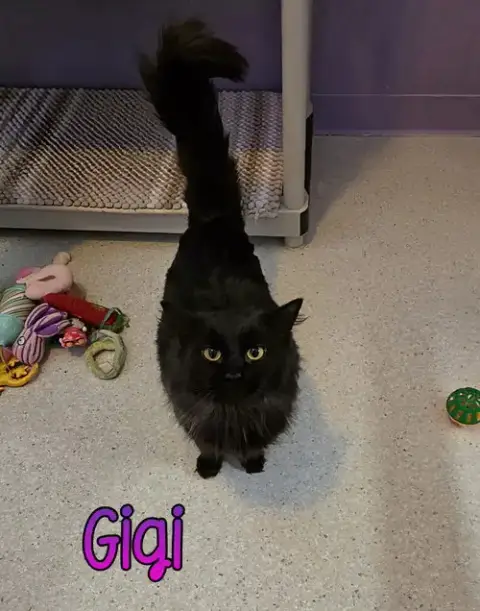 Gigi photo 2