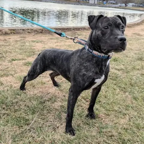 Artemis In Verona Va photo 3