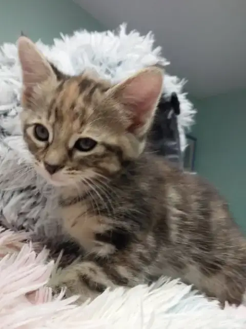 Kaylee * In Foster * photo 2
