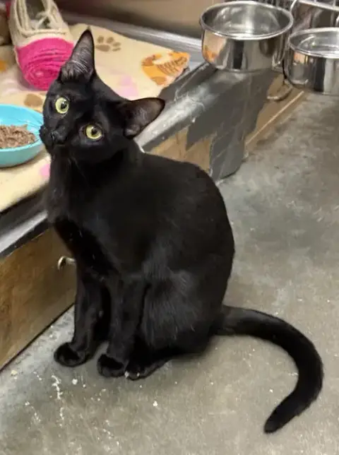Samantha