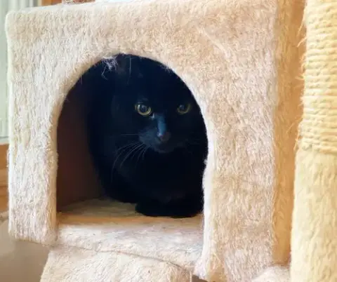 Saya